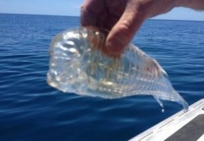 玲珑剔透是什么动物?