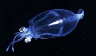 玲珑剔透是什么动物?