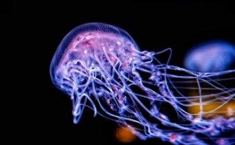 玲珑剔透是什么动物?