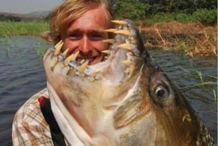 目前已知的最大食人鱼有大呢?咬合力怎样呢?