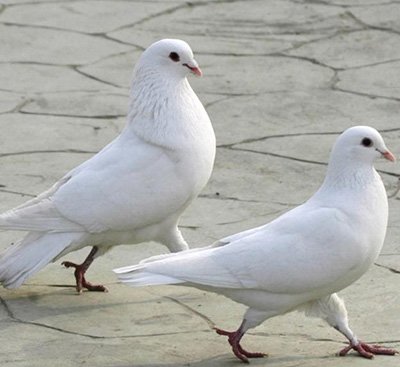 白羽王鸽的突出优点