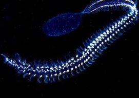 玲珑剔透是什么动物?