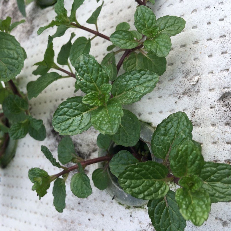 薄荷和留兰香味道上有什么区别吗?怎么这么多糖都要出两种口味