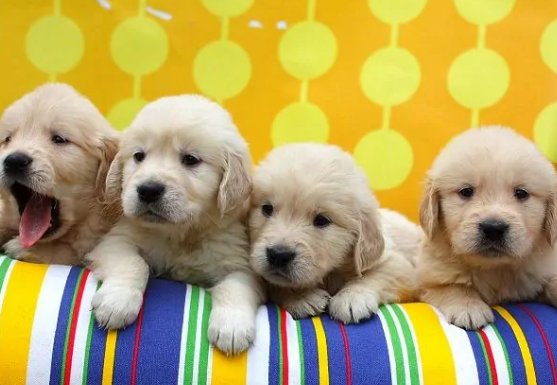 目前国内宠物市场现状及前景分析