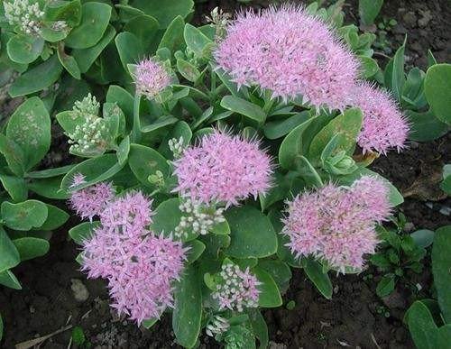 北京适合种植什么花？