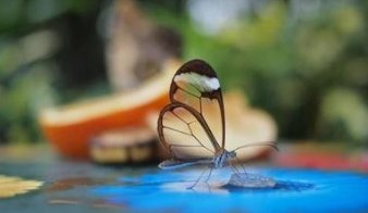 玲珑剔透是什么动物?