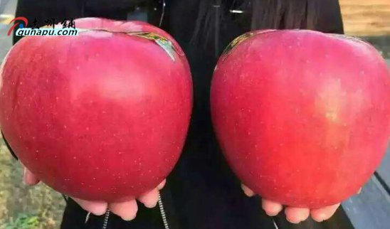 2020年新品种水果苗有哪些?