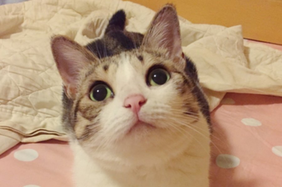 猫在古代为什么会被称为狸奴？狸奴是什么意思？