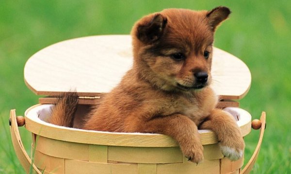 小狗狗叫什么名字好听呢?