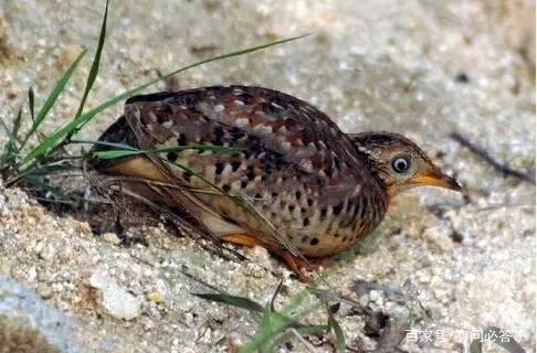 贵州深山“龙吟”真相竟是鸟在叫，那么黄脚三趾鹑到底是啥鸟？