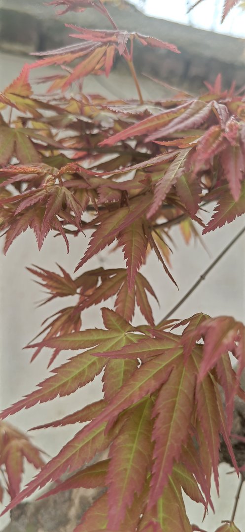 苹果将在 9 月 7 日召开发布会，你最期待哪款新品的发布？