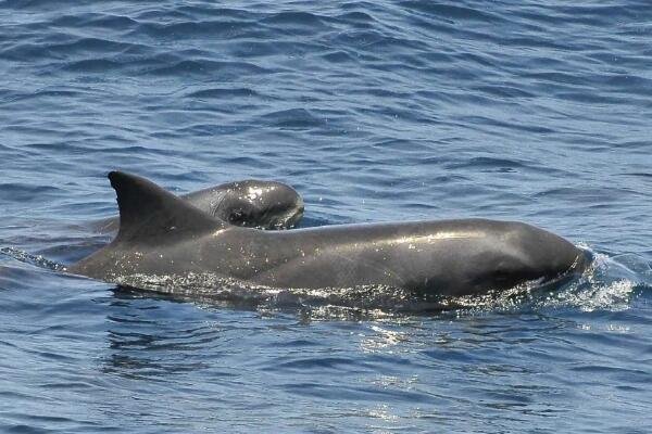 专家确认搁浅鲸鱼为瓜头鲸，瓜头鲸的体型特征是什么？
