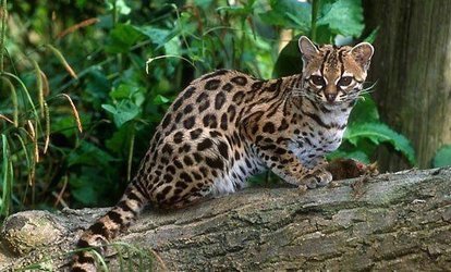 洛阳养殖场被举报饲养百只野生豹猫，貂猫为何不能私自饲养？