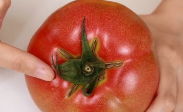 西红柿也分公母,你知道吗?