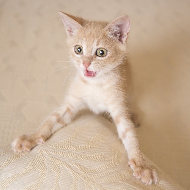 关于猫咪发情有什么应对方法？