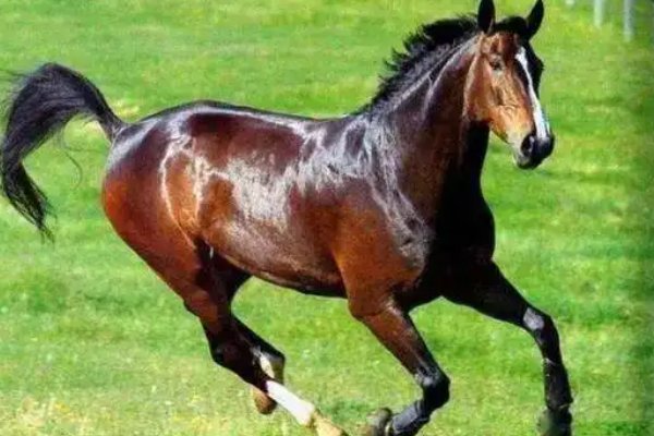 种马是什么意思