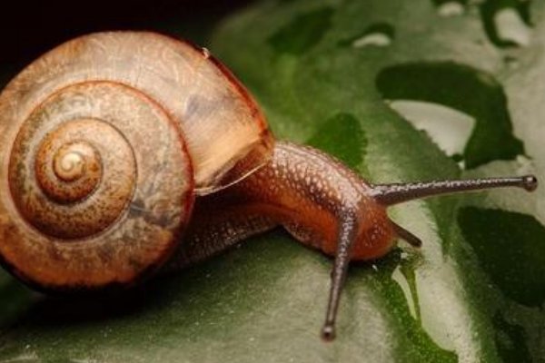 蜗牛蚂蚁菜青虫蚯蚓哪个是最慢的？