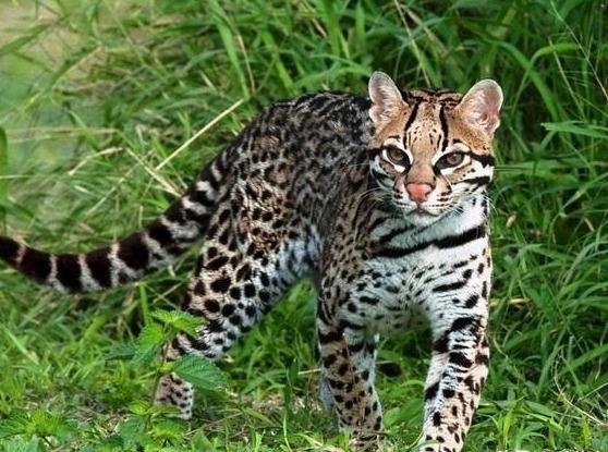 洛阳养殖场被举报饲养百只野生豹猫，貂猫为何不能私自饲养？