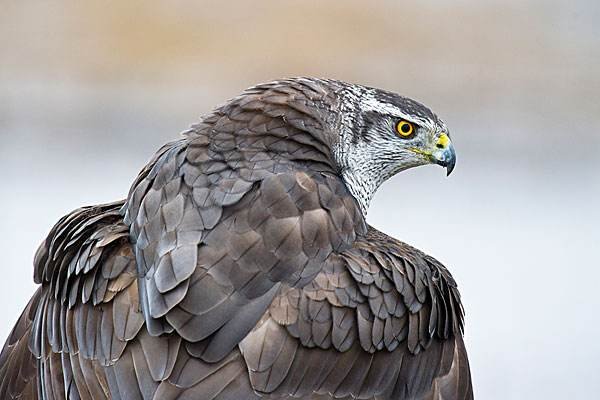 鹰的品种，和鹰的图片有哪些