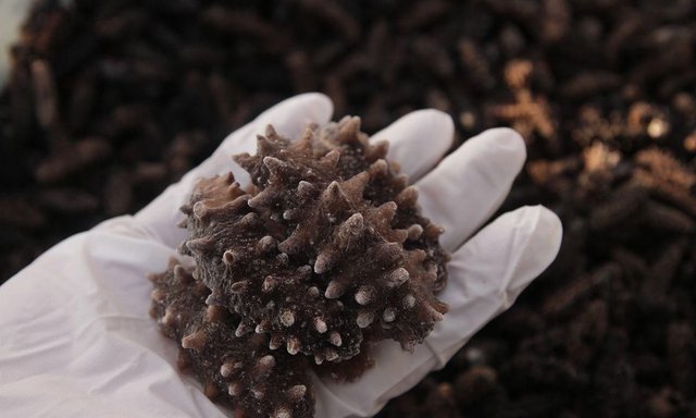 山东即墨查处问题海参，相关部门应如何加强海参养殖管理？