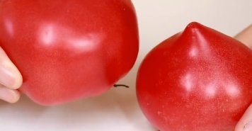 西红柿也分公母,你知道吗?