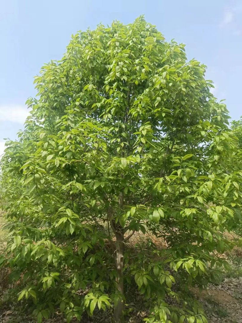 为何玉兰树叫二乔玉兰