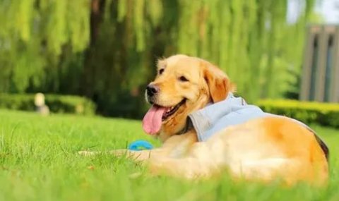 英系金毛和美系金毛该如何正确区分呢？