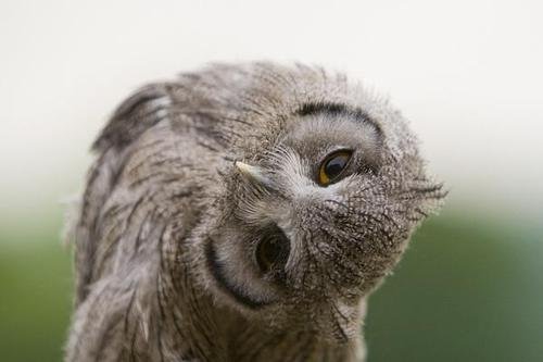 男子捡到猫头鹰肩扛送派出所，网友为何被其霸气折服？