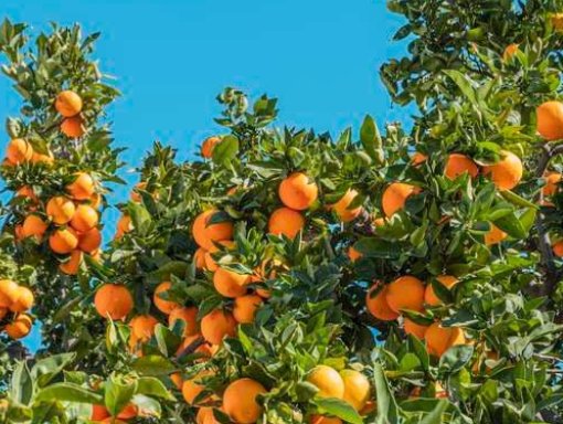 全国水果价格连续两周小幅回落,短期内还有下降的趋势吗?