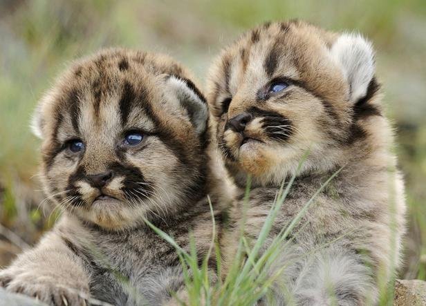 山东虎妈妈不喂奶,动物园找狗喂虎崽,你觉得这个画面温馨吗?