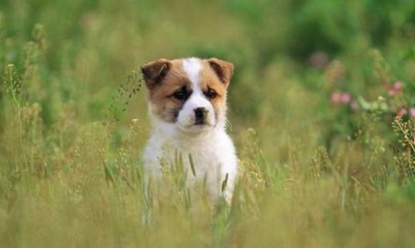 小狗狗叫什么名字好听呢?