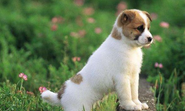 小狗狗叫什么名字好听呢?