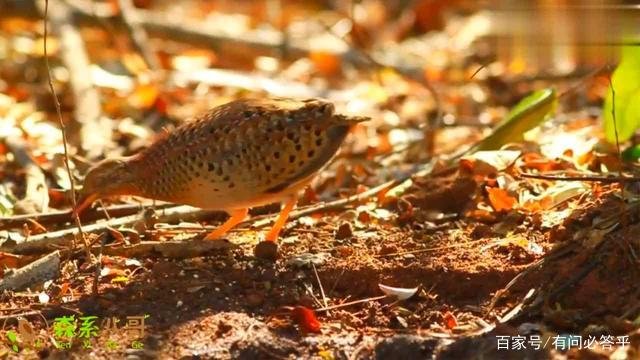 贵州深山“龙吟”真相竟是鸟在叫，那么黄脚三趾鹑到底是啥鸟？