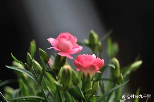 三八妇女节快到了,该送什么礼物给妈妈和女朋友呢?