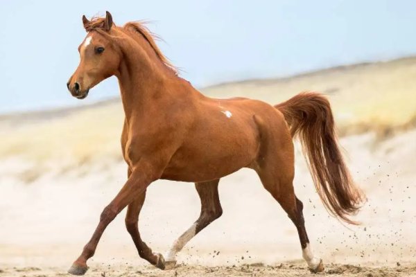 种马是什么意思