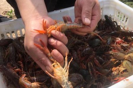 日本立法禁售小龙虾，该如何解读此举？