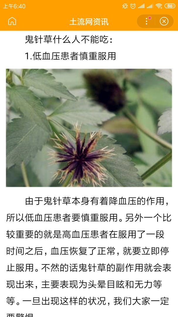 一种草，俗名叫;老婆针.有谁知道它的学名是什么吗？有什么药用价值呀？非常感谢啊……可以治疗什么病？