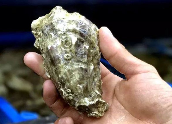 吉娜朵生蚝和吉拉多哪个才是正宗的法国生蚝？