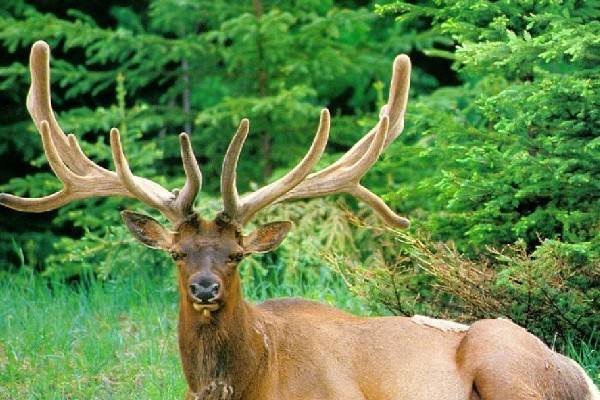 智利一只普度鹿遭野狗袭击,情况怎样了?