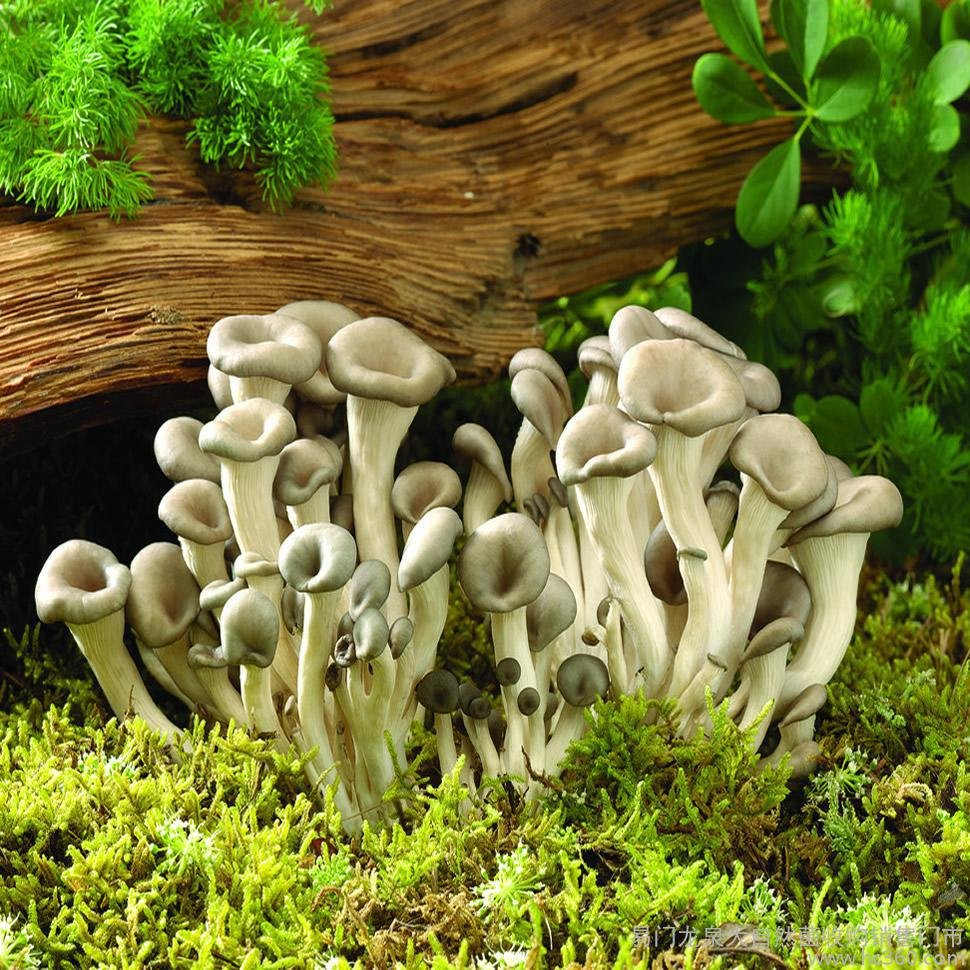 云南女士连续两天捡到了大型的野生菌,在吃野生菌的时候该注意些什么?