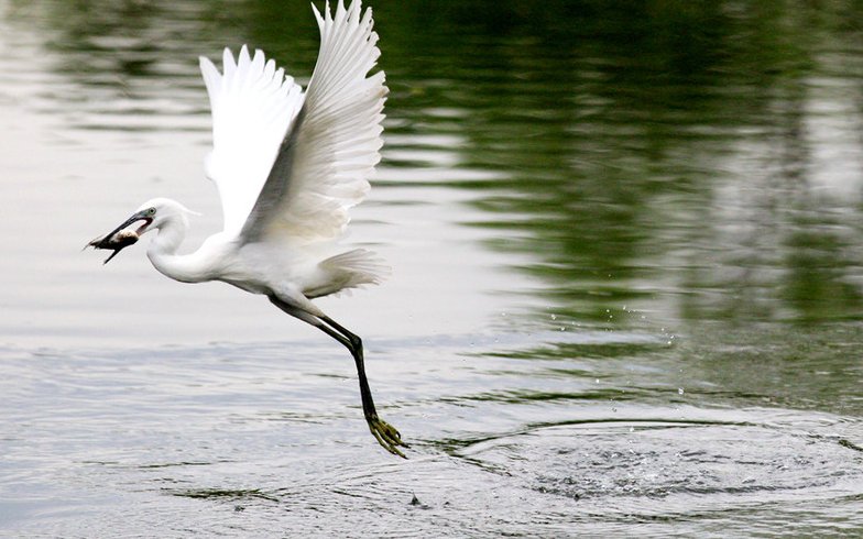 五年级语文第一课白鹭仿写