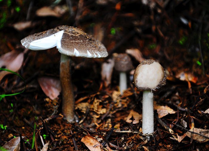 云南女士连续两天捡到了大型的野生菌,在吃野生菌的时候该注意些什么?