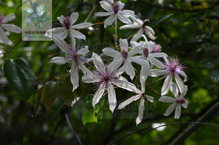 求问这些植物的名字，如果对的一定采纳