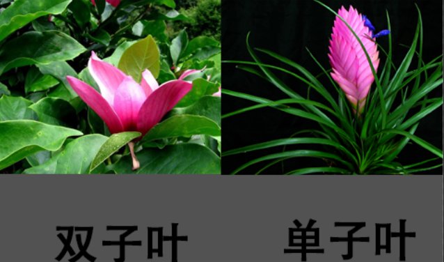 双子叶植物纲与单子叶植物纲的主要区别有哪些？