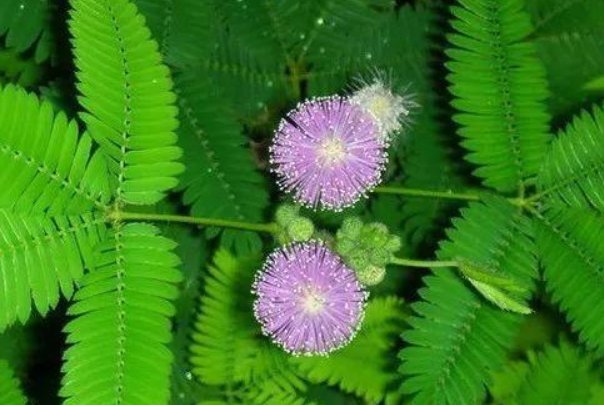 奇妙的植物有哪些,什么特点