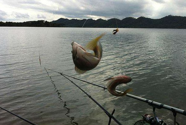 罗非鱼到底该怎么钓？