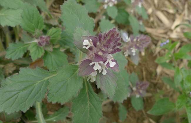 青鱼胆草耐阴吗？