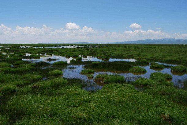 沼泽为何会“吃人”?遇到沼泽应该如何自救呢?