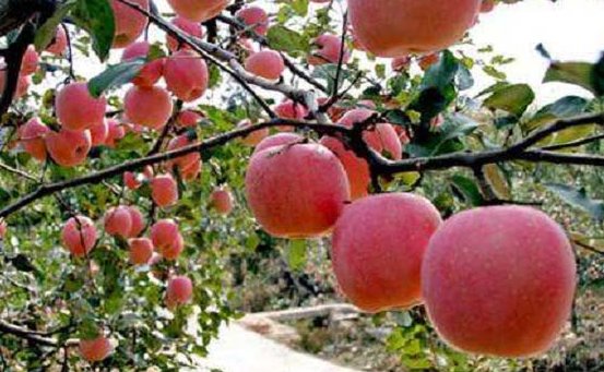 山东栖霞苹果什么时候成熟