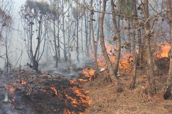 巴西大火燃烧10天，为何到现在还没有熄灭？